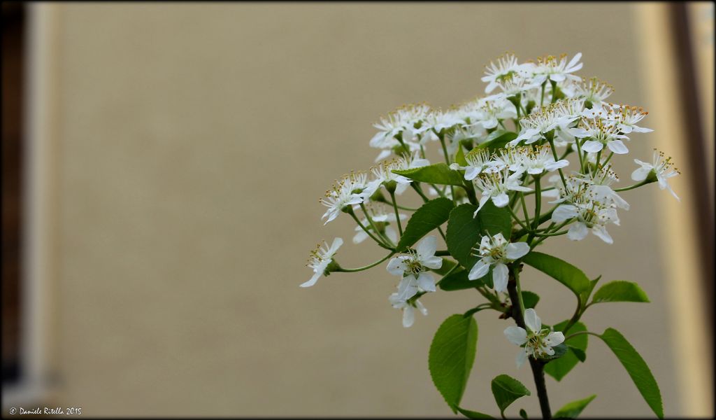Ident. albero dai fiori (e dalle foglie)